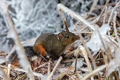 《黑神话：悟空》开发近况：部分敌人名称曝光